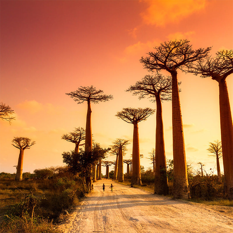 A Magical Journey Through Madagascar with Kids